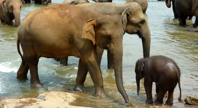 the orphanage had seven baby elephants