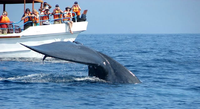 Trinco Whale Watching